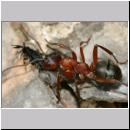 Formica -Serviformica- sanguinea - Blutrote Raubameise 42b 9mm mit Stylops melittae - Faecherfluegler-Maennchen.jpg